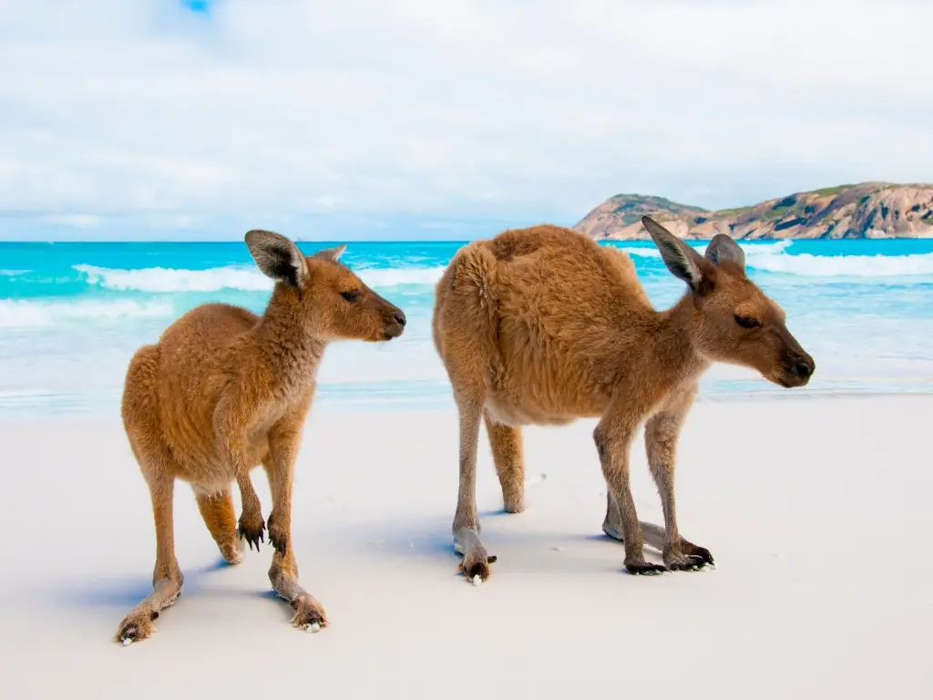 Kangaroos relaxing on the beach in Esperance